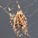 Arachnologie
