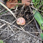 Malacologie