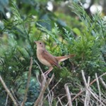 Ornithologie