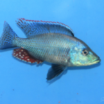 Dimidiochromis strigatus
