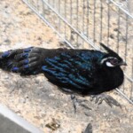 Polyplectron napoleonis