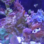 Amphiprion Ocellaris Black Storm