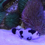 Amphiprion Ocellaris Black Storm