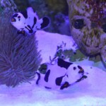 Amphiprion Ocellaris Black Storm