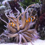 Amphiprion percula