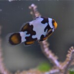 Amphiprion Ocellaris Mocha Storm