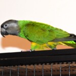 Poicephalus senegalus