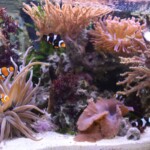 Amphiprion percula