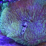 Amphiprion Ocellaris "Black Storm"
