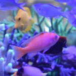 Pseudanthias Bimaculatus