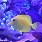 Zebrasoma Flavescens