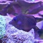 Zebrasoma Gemmatum