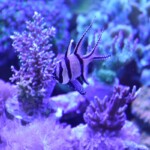 Pterapogon kauderni