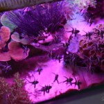 Pterapogon kauderni