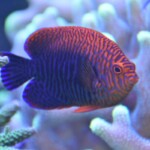 Centropyge bispinosus
