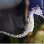 Hippocampus Erectus