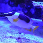 Siganus magnificus