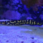 Pholidichthys leucotaenia