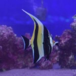 Zanclus cornutus