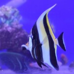 Zanclus cornutus