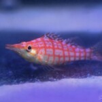 Oxycirrhites typus