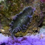 Tridachia crispata