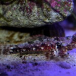 Synchiropus Marmoratus