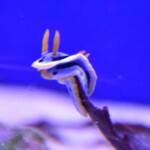 Chromodoris magnifica