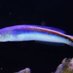 Hoplolatilus Oreni