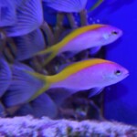 Pseudanthias evansi