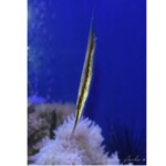 Aeoliscus strigatus