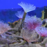 Megalomma vesiculosum lanigera