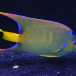 Holacanthus Ciliaris