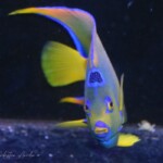 Holacanthus Ciliaris