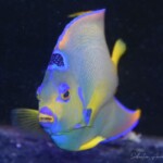 Holacanthus Ciliaris
