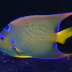 Holacanthus Ciliaris