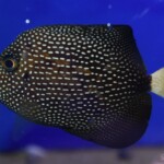 Zebrasoma Gemmatum