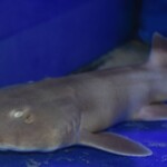 Scyliorhinus
