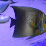 Pomacanthus Semicirculatus