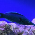Gomphosus varius