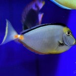 Naso elegans