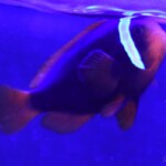 Amphiprion Frenatus