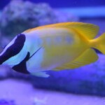 Siganus vulpinus