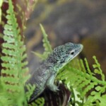 Abronia vasconcelosii