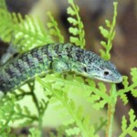 Abronia vasconcelosii