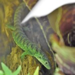 Abronia vasconcelosii