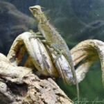 Acanthosaura armata mâle