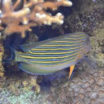 Acanthurus lineatus
