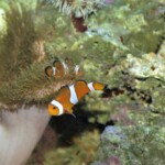 Amphiprio ocellaris