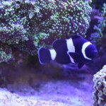 Amphiprion Ocellaris Black